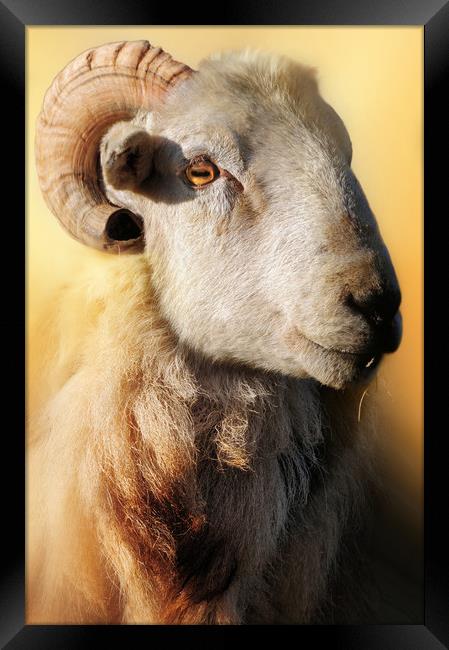 Ram at sunset Framed Print by Robert Fielding