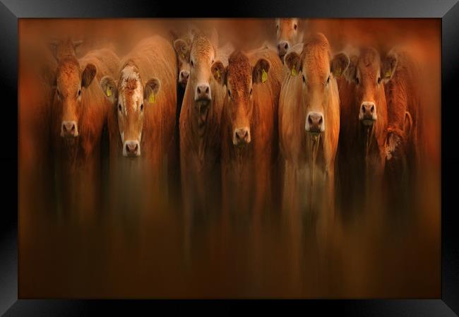 curious cows Framed Print by Robert Fielding