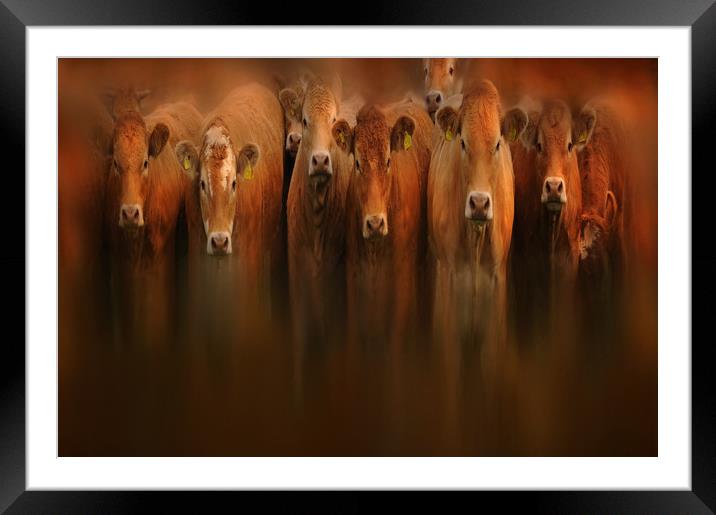 curious cows Framed Mounted Print by Robert Fielding