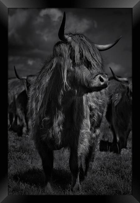 West highland cow Framed Print by Robert Fielding