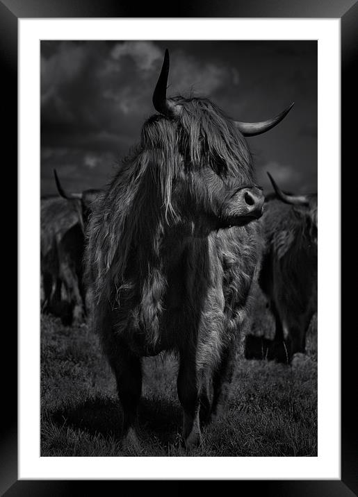 West highland cow Framed Mounted Print by Robert Fielding