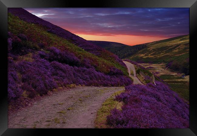 Heather on the moors, Framed Print by Robert Fielding