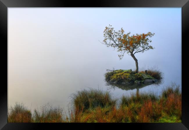 Rydal tree Framed Print by Robert Fielding