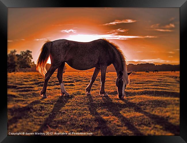 evening graze Framed Print by darren Mackay