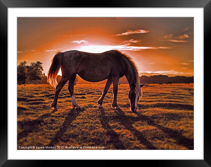 evening graze Framed Mounted Print by darren Mackay