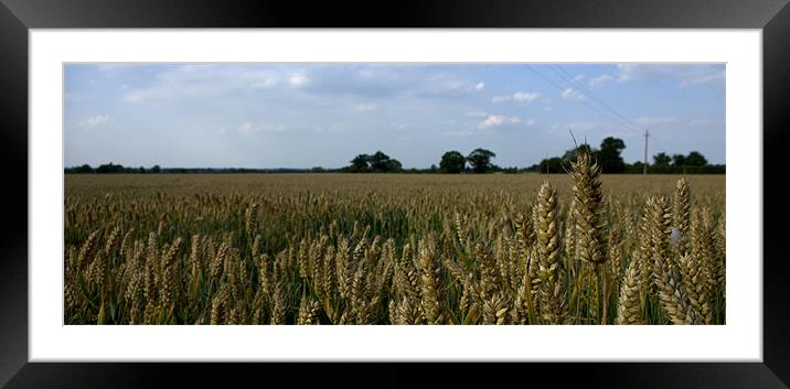 Corn field 3 Framed Mounted Print by John Boekee