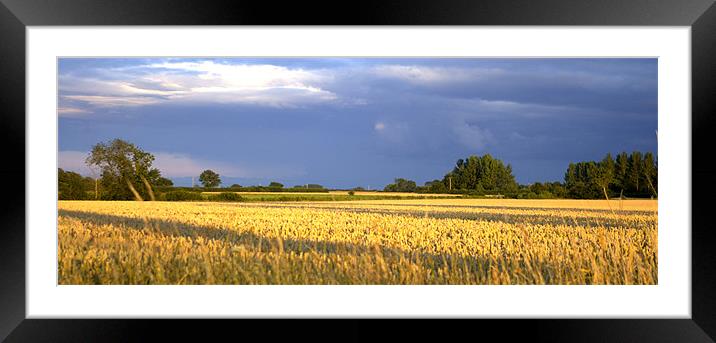 Corn field 4 Framed Mounted Print by John Boekee