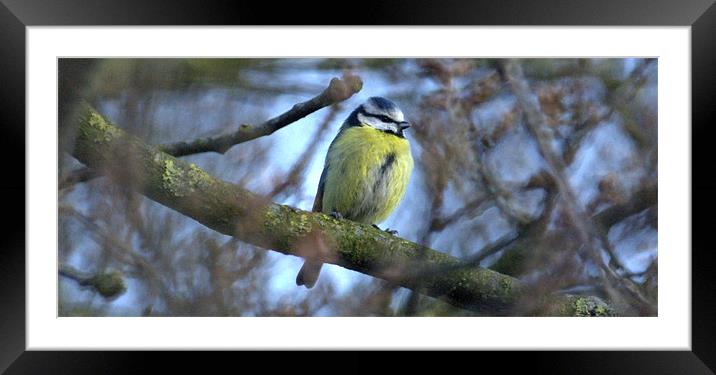 Blue Tit Framed Mounted Print by John Boekee