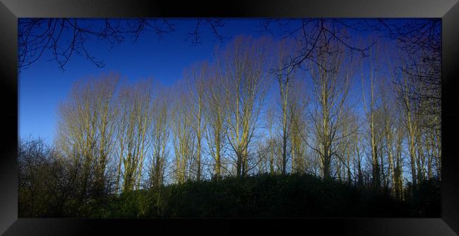 Woodland in Norfolk with Blue Sky Framed Print by John Boekee