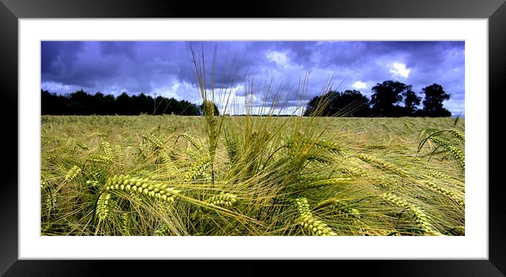 Field at Hingham Framed Mounted Print by John Boekee