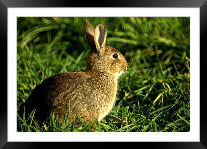 Wabbit Framed Mounted Print by John Boekee