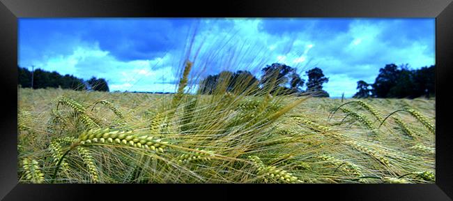 Barley fields Framed Print by John Boekee