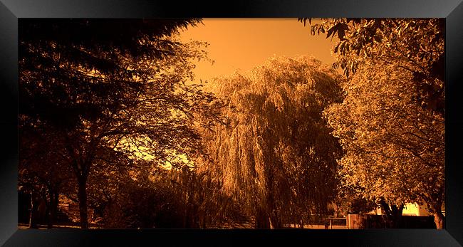 Weeping Willow Tree in Sepia tone Framed Print by John Boekee