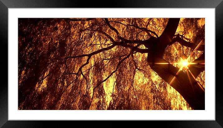 Sun Thought the Trees Framed Mounted Print by John Boekee