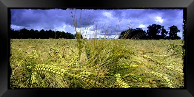 Field at Hingham Framed Print by John Boekee