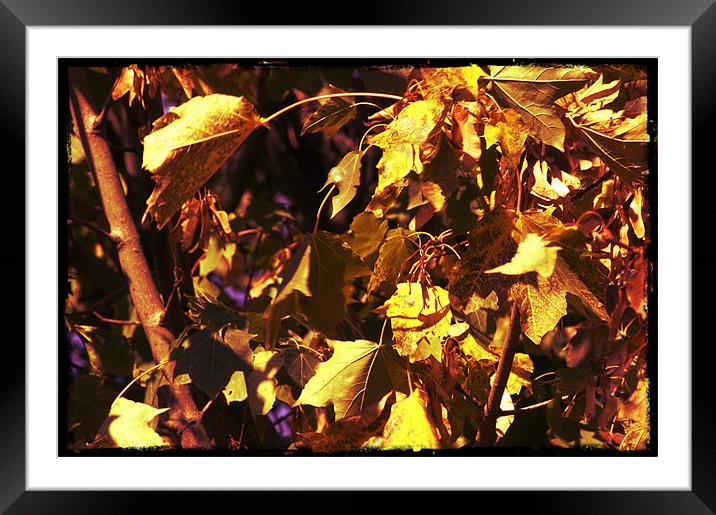 Brown and yellow Leafs Framed Mounted Print by John Boekee