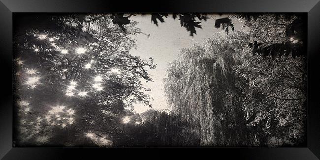 Willow in Black and White Framed Print by John Boekee