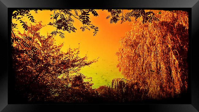 Sepia willow with a golden tint Framed Print by John Boekee