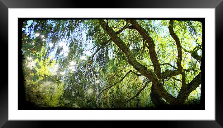 Willows in colour Framed Mounted Print by John Boekee