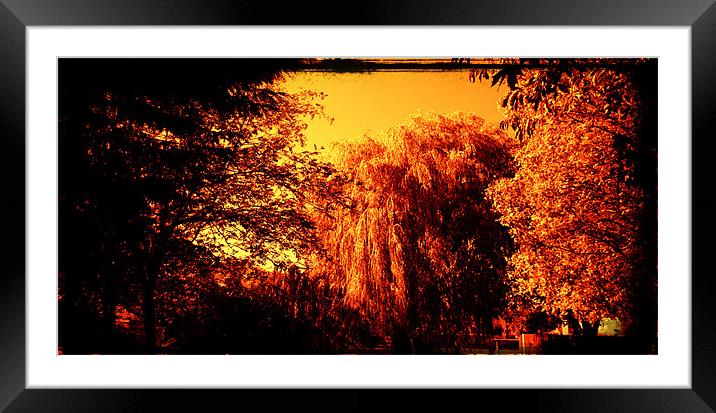 Sepia willow with a golden tint Framed Mounted Print by John Boekee