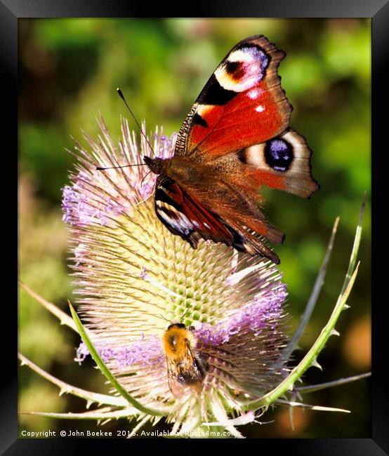Peacock Butterfly and bee Framed Print by John Boekee