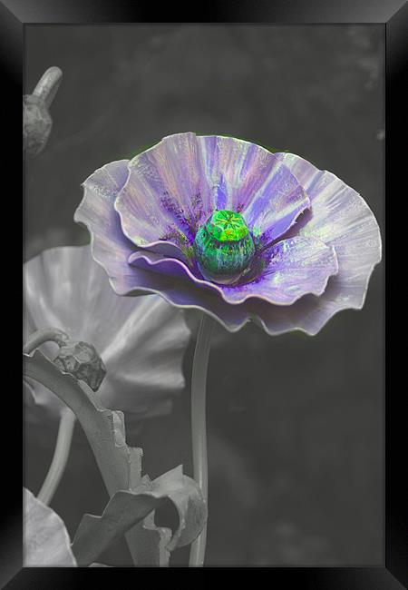 purple poppey Framed Print by paul chant