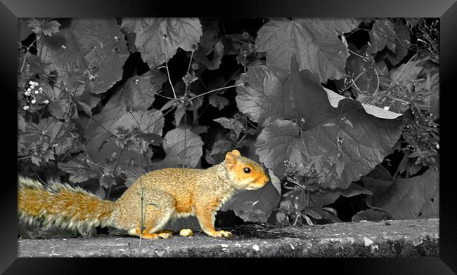 Squirrel on a ledge Framed Print by LucyBen Lloyd