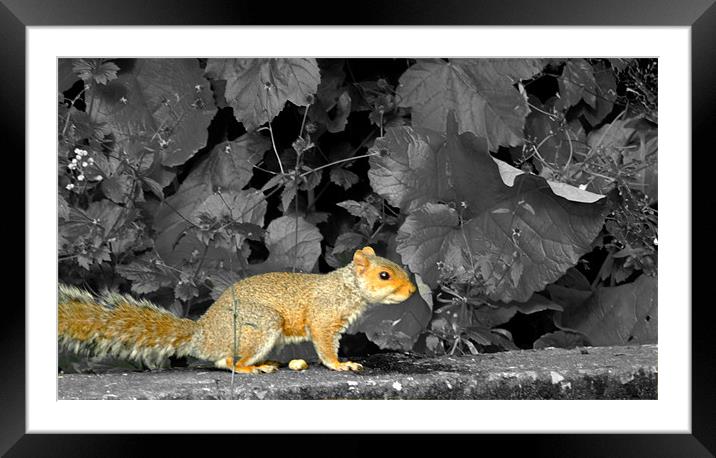 Squirrel on a ledge Framed Mounted Print by LucyBen Lloyd