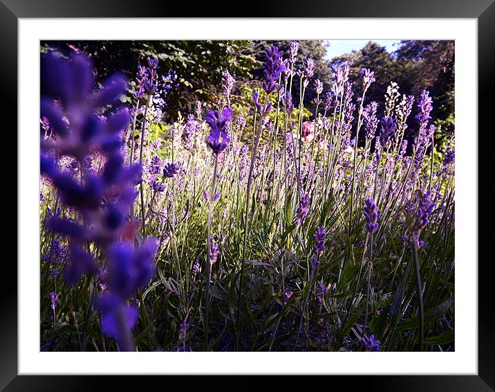Wild Lavender Framed Mounted Print by LucyBen Lloyd