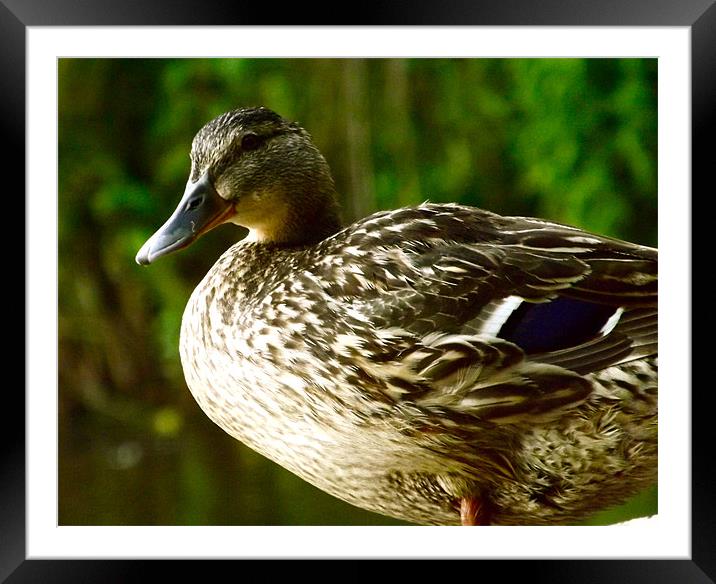 Hesitant duck Framed Mounted Print by LucyBen Lloyd