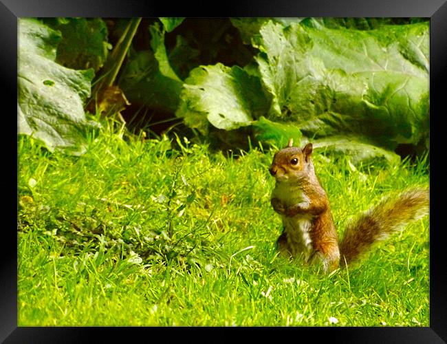 Young Squirrel in Grass Framed Print by LucyBen Lloyd