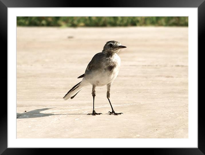 Hungry Pied Wagtail Framed Mounted Print by LucyBen Lloyd