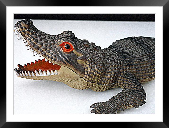 alligator scaler Framed Mounted Print by Brian Thomas Devine