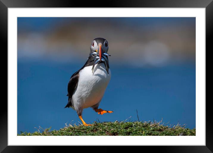 Dancing Puffin Framed Mounted Print by Barry Maytum