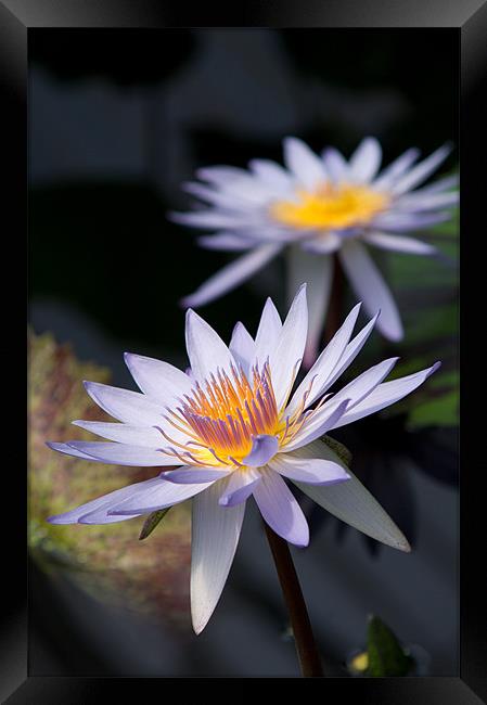 Water Lilies Framed Print by Barry Maytum