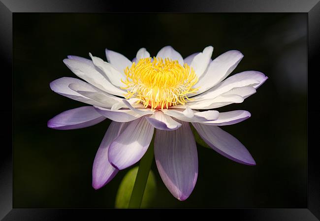 Water Lily Framed Print by Barry Maytum