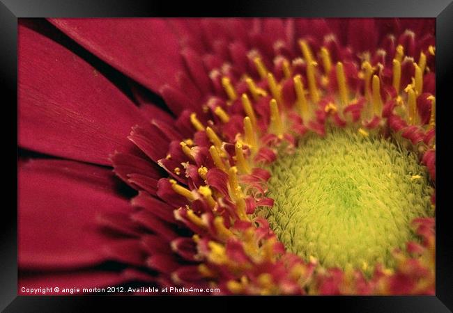 The Pink Gerber Framed Print by Angie Morton