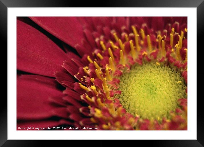 The Pink Gerber Framed Mounted Print by Angie Morton