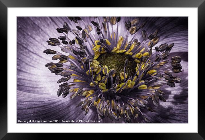 Blue Anemone Framed Mounted Print by Angie Morton