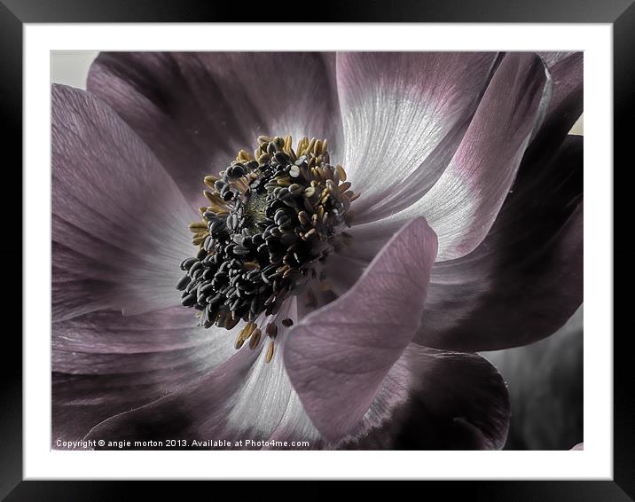 Magenta Anemone Framed Mounted Print by Angie Morton