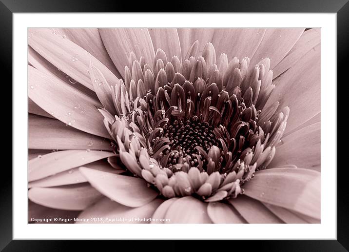 Red Gerbera Framed Mounted Print by Angie Morton