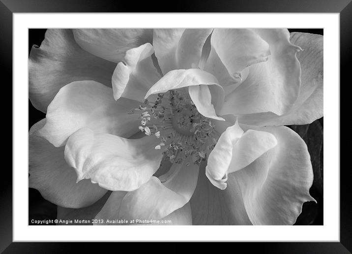 Albertine Rose Framed Mounted Print by Angie Morton