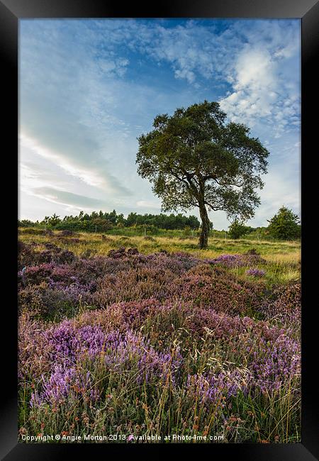 Heather and Hawthorn Framed Print by Angie Morton