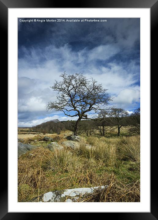 Hawthorn Awaits Framed Mounted Print by Angie Morton