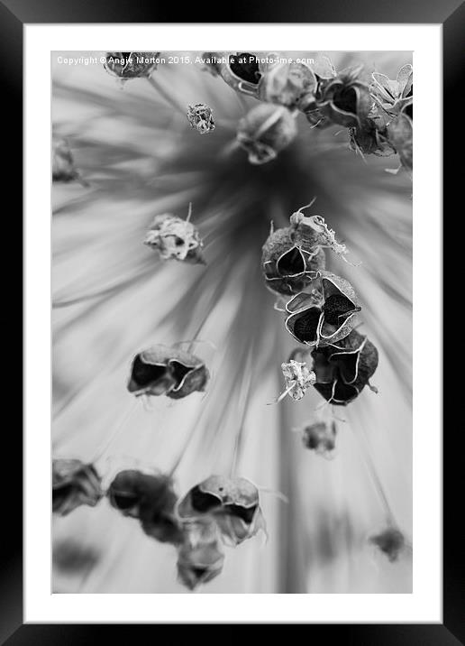 Seeded Allium I Framed Mounted Print by Angie Morton