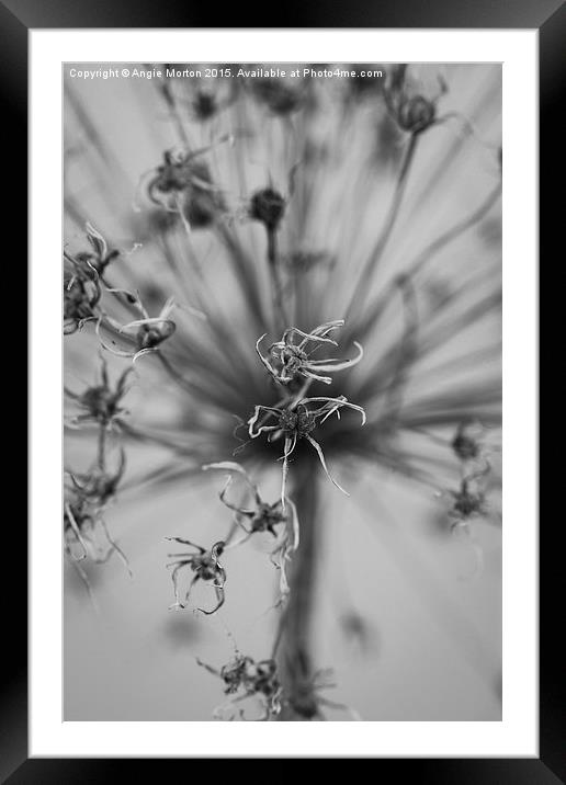 Seeded Allium II Framed Mounted Print by Angie Morton