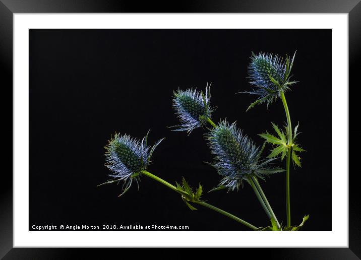 Sea Holly Back Lit Framed Mounted Print by Angie Morton