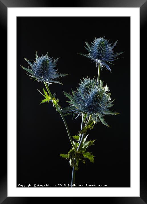 Eryngium in Portrait Framed Mounted Print by Angie Morton