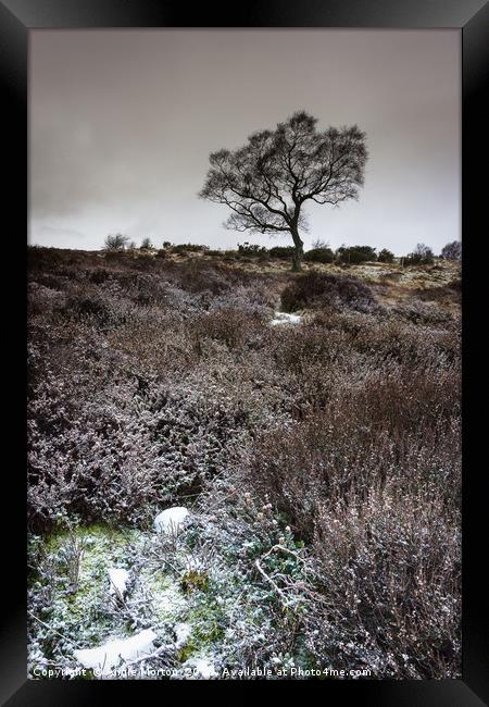 Winter Heather and Hawthorn Framed Print by Angie Morton