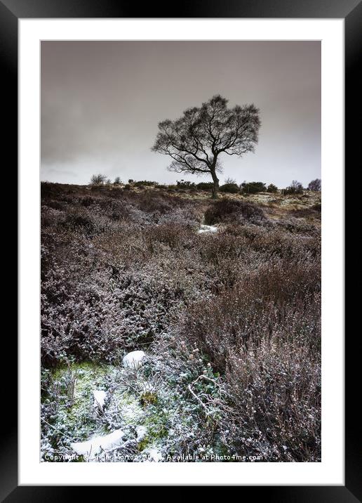 Winter Heather and Hawthorn Framed Mounted Print by Angie Morton